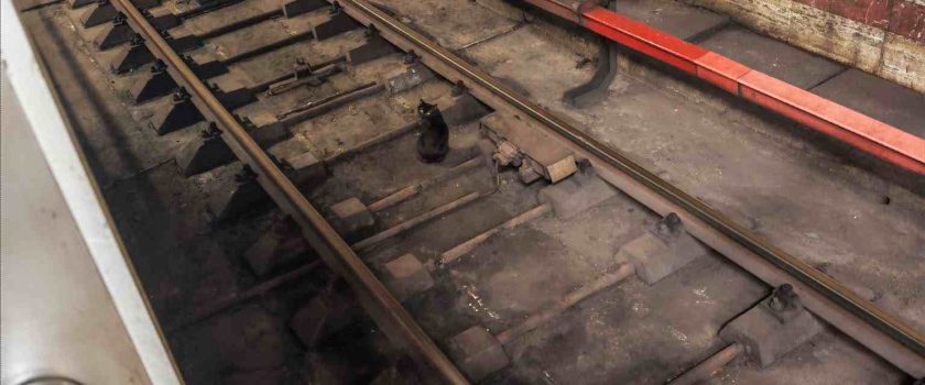 Încă o pisică la metrou, de această dată pe Magistrala 1. O asociație va încerca s-o salveze